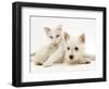 Ragdoll Kitten with West Highland White Terrier Puppy-Jane Burton-Framed Premium Photographic Print