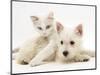 Ragdoll Kitten with West Highland White Terrier Puppy-Jane Burton-Mounted Premium Photographic Print