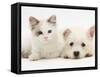 Ragdoll Kitten with West Highland White Terrier Puppy-Jane Burton-Framed Stretched Canvas