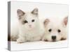 Ragdoll Kitten with West Highland White Terrier Puppy-Jane Burton-Stretched Canvas