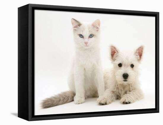 Ragdoll Kitten with West Highland White Terrier Puppy-Jane Burton-Framed Stretched Canvas