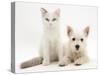 Ragdoll Kitten with West Highland White Terrier Puppy-Jane Burton-Stretched Canvas