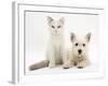 Ragdoll Kitten with West Highland White Terrier Puppy-Jane Burton-Framed Photographic Print