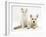 Ragdoll Kitten with West Highland White Terrier Puppy-Jane Burton-Framed Photographic Print