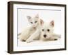 Ragdoll Kitten with West Highland White Terrier Puppy-Jane Burton-Framed Photographic Print