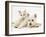 Ragdoll Kitten with West Highland White Terrier Puppy-Jane Burton-Framed Photographic Print