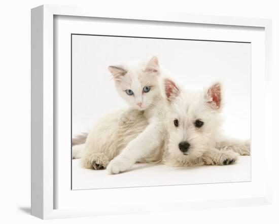 Ragdoll Kitten with West Highland White Terrier Puppy-Jane Burton-Framed Photographic Print