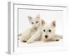 Ragdoll Kitten with West Highland White Terrier Puppy-Jane Burton-Framed Photographic Print