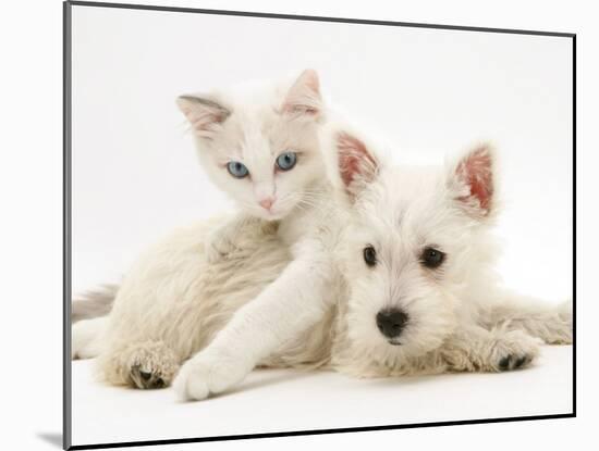 Ragdoll Kitten with West Highland White Terrier Puppy-Jane Burton-Mounted Photographic Print