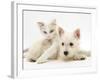 Ragdoll Kitten with West Highland White Terrier Puppy-Jane Burton-Framed Photographic Print