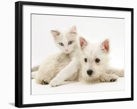 Ragdoll Kitten with West Highland White Terrier Puppy-Jane Burton-Framed Photographic Print