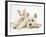 Ragdoll Kitten with West Highland White Terrier Puppy-Jane Burton-Framed Photographic Print