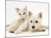 Ragdoll Kitten with West Highland White Terrier Puppy-Jane Burton-Mounted Photographic Print