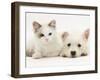 Ragdoll Kitten with West Highland White Terrier Puppy-Jane Burton-Framed Photographic Print