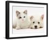 Ragdoll Kitten with West Highland White Terrier Puppy-Jane Burton-Framed Photographic Print