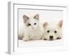 Ragdoll Kitten with West Highland White Terrier Puppy-Jane Burton-Framed Photographic Print