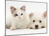Ragdoll Kitten with West Highland White Terrier Puppy-Jane Burton-Mounted Photographic Print