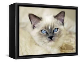 Ragdoll Kitten-Savanah Stewart-Framed Stretched Canvas