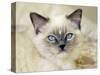 Ragdoll Kitten-Savanah Stewart-Stretched Canvas