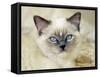 Ragdoll Kitten-Savanah Stewart-Framed Stretched Canvas