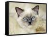 Ragdoll Kitten-Savanah Stewart-Framed Stretched Canvas