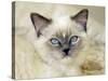 Ragdoll Kitten-Savanah Stewart-Stretched Canvas