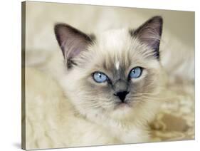 Ragdoll Kitten-Savanah Stewart-Stretched Canvas