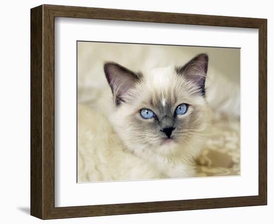 Ragdoll Kitten-Savanah Stewart-Framed Photographic Print