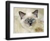 Ragdoll Kitten-Savanah Stewart-Framed Photographic Print