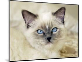 Ragdoll Kitten-Savanah Stewart-Mounted Photographic Print