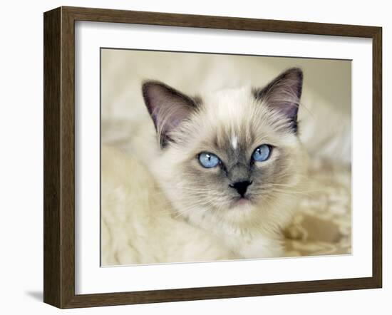 Ragdoll Kitten-Savanah Stewart-Framed Photographic Print