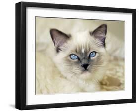 Ragdoll Kitten-Savanah Stewart-Framed Photographic Print