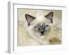 Ragdoll Kitten-Savanah Stewart-Framed Photographic Print