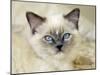 Ragdoll Kitten-Savanah Stewart-Mounted Photographic Print