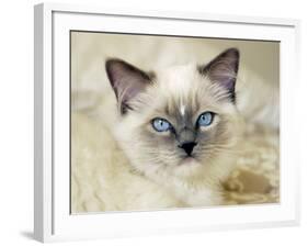 Ragdoll Kitten-Savanah Stewart-Framed Photographic Print