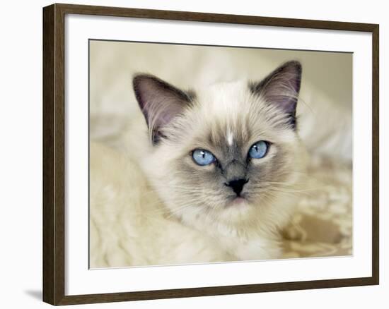 Ragdoll Kitten-Savanah Stewart-Framed Photographic Print