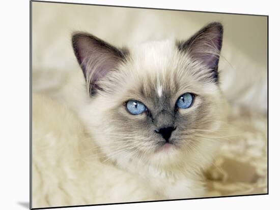 Ragdoll Kitten-Savanah Stewart-Mounted Photographic Print