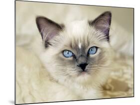 Ragdoll Kitten-Savanah Stewart-Mounted Photographic Print