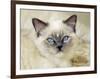 Ragdoll Kitten-Savanah Stewart-Framed Photographic Print