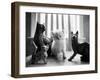 Ragdoll Kitten-Kim Levin-Framed Photographic Print