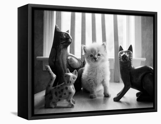 Ragdoll Kitten-Kim Levin-Framed Stretched Canvas