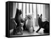 Ragdoll Kitten-Kim Levin-Framed Stretched Canvas