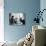 Ragdoll Kitten-Kim Levin-Photographic Print displayed on a wall