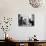 Ragdoll Kitten-Kim Levin-Photographic Print displayed on a wall