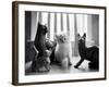 Ragdoll Kitten-Kim Levin-Framed Photographic Print