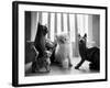 Ragdoll Kitten-Kim Levin-Framed Photographic Print