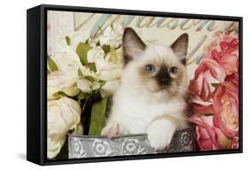 Ragdoll Seal Kitten Amongst Flowers-null-Framed Stretched Canvas