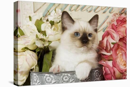 Ragdoll Seal Kitten Amongst Flowers-null-Stretched Canvas