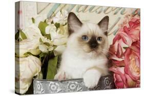 Ragdoll Seal Kitten Amongst Flowers-null-Stretched Canvas