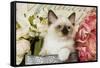 Ragdoll Seal Kitten Amongst Flowers-null-Framed Stretched Canvas